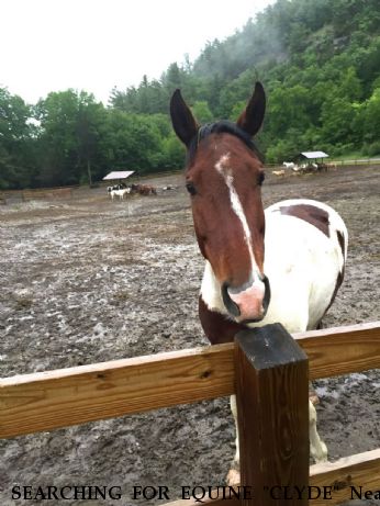 SEARCHING FOR EQUINE "CLYDE" Near Gloversville, NY, 12078